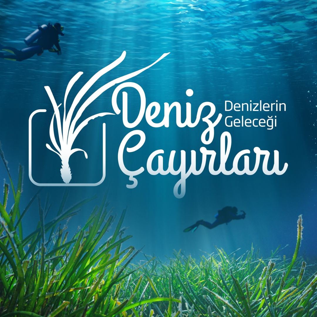 Dünya Deniz Çayırları Günü'nde kritik eşikler